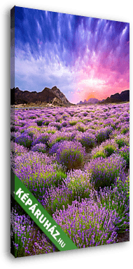 Napnyugta egy nyári levendula területen - vászonkép 3D látványterv