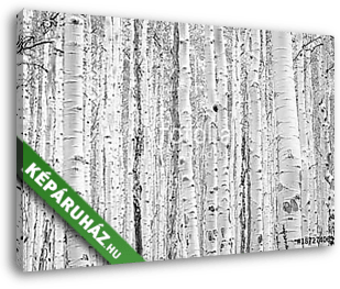 Black and white aspen trees make a natural background texture pa - vászonkép 3D látványterv