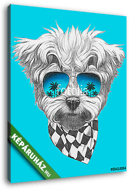 Portrait of Maltese Poodle with mirror sunglasses and scarf. Vec - vászonkép 3D látványterv