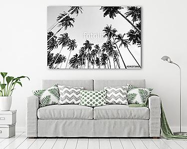 Coconut tree view in black and white with vintage effect. (vászonkép) - vászonkép, falikép otthonra és irodába