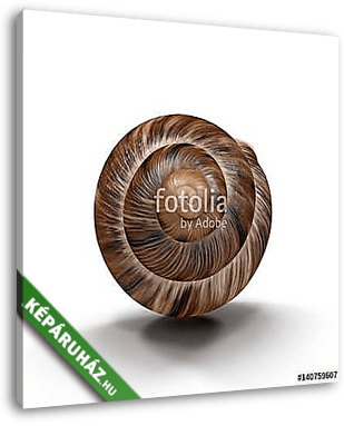 Marginata Shell on white. 3D illustration - vászonkép 3D látványterv