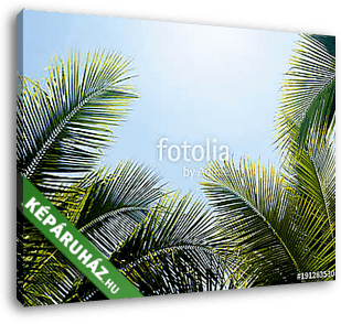green coconut palm leaf against blue sky with bright sun light n - vászonkép 3D látványterv