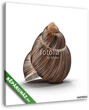 Marginata Shell on white. 3D illustration - vászonkép 3D látványterv