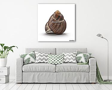 Marginata Shell on white. 3D illustration (vászonkép) - vászonkép, falikép otthonra és irodába