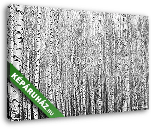 nyírfa, fekete-fehér fotó - vászonkép 3D látványterv