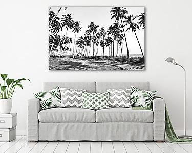 Coconut tree view in black and white with vintage effect. (vászonkép) - vászonkép, falikép otthonra és irodába