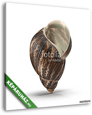 Marginata Shell on white. 3D illustration - vászonkép 3D látványterv