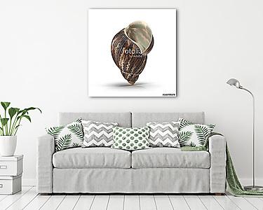 Marginata Shell on white. 3D illustration (vászonkép) - vászonkép, falikép otthonra és irodába