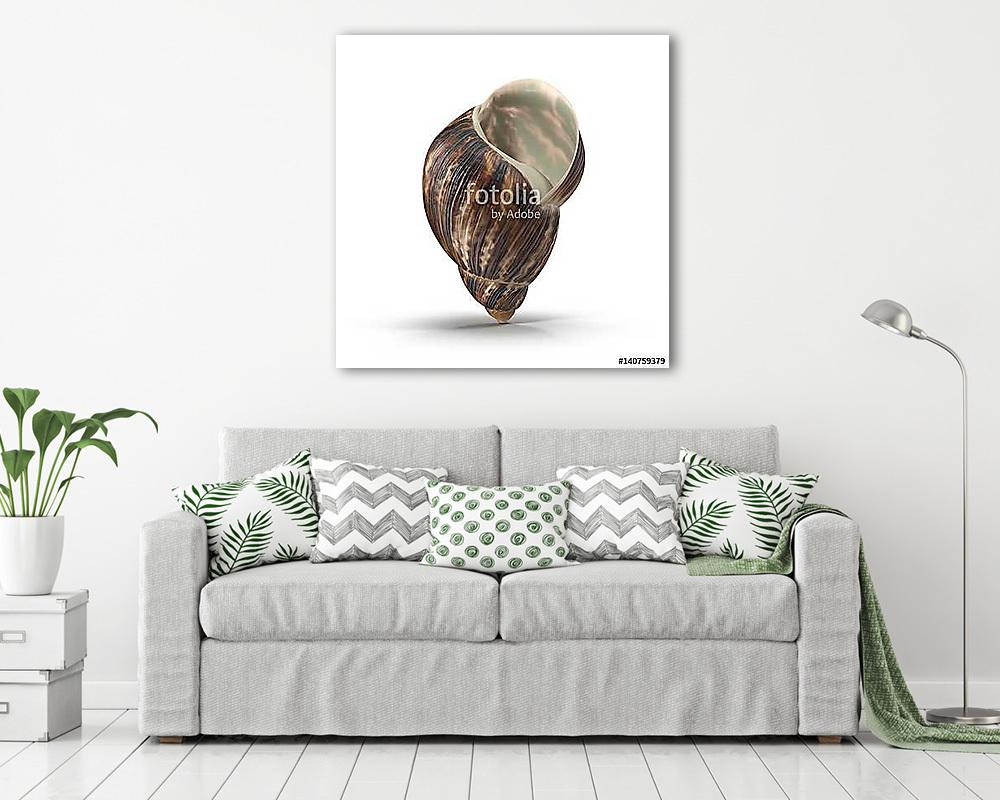Marginata Shell on white. 3D illustration (vászonkép) - vászonkép, falikép otthonra és irodába
