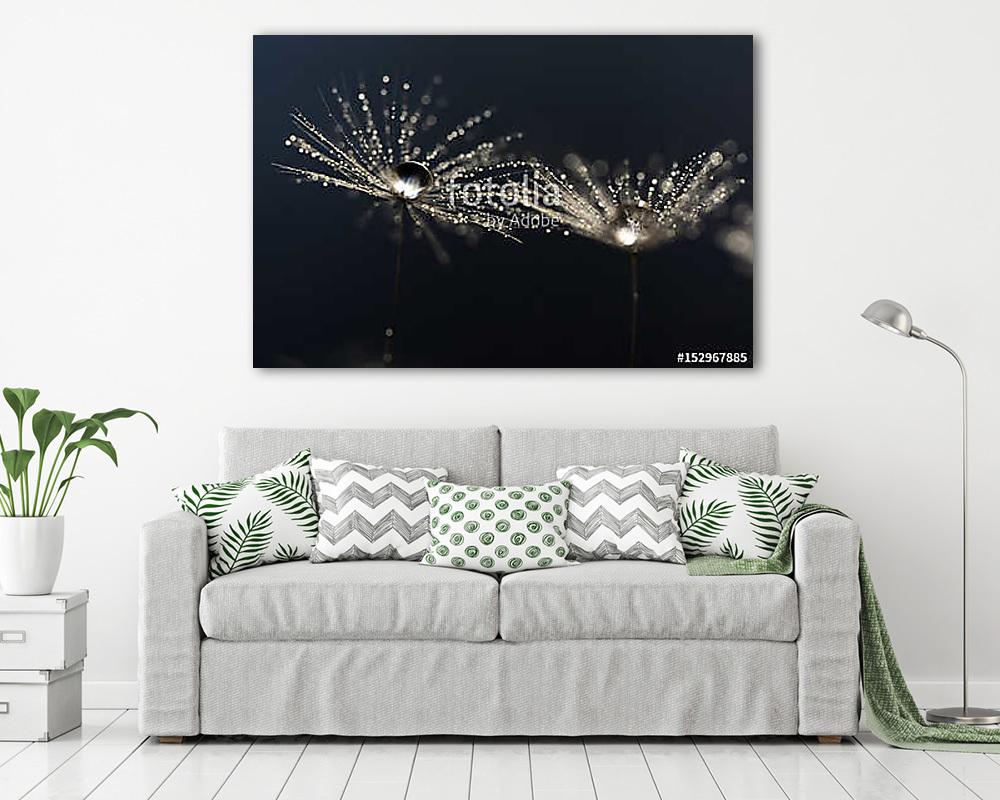 Dandelion macro with droplets of water.Selective focus - vászonkép, falikép vásárlás Dandelion macro with droplets of water.Selective focus (poszter) - vászonkép, falikép otthonra és irodába