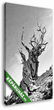 Bristlecone-Pine - vászonkép 3D látványterv