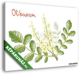 Boswellia sacra (commonly known as frankincense or olibanum-tree - vászonkép 3D látványterv