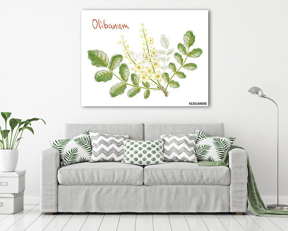 Boswellia sacra (commonly known as frankincense or olibanum-tree - vászonkép, falikép vásárlás Boswellia sacra (commonly known as frankincense or olibanum-tree (vászonkép) - vászonkép, falikép otthonra és irodába