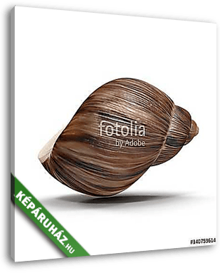 Marginata Shell on white. 3D illustration - vászonkép 3D látványterv