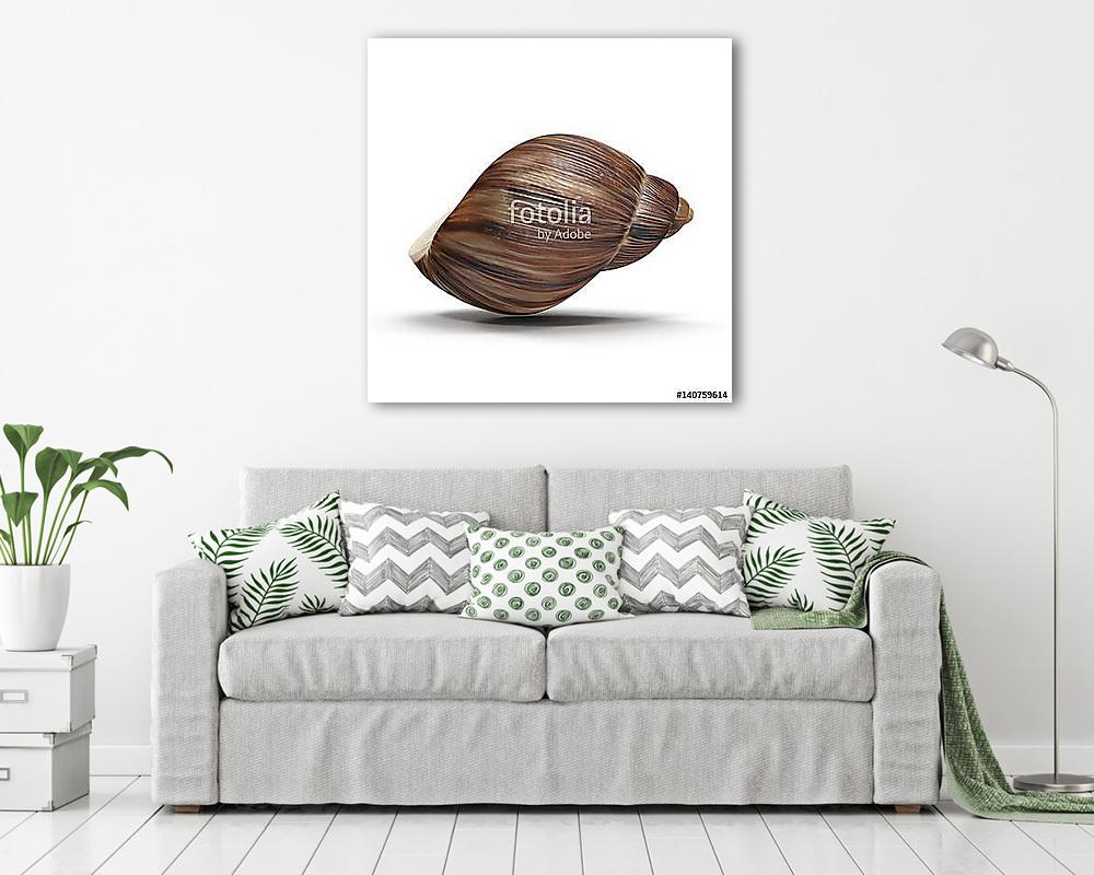 Marginata Shell on white. 3D illustration (többrészes kép) - vászonkép, falikép otthonra és irodába