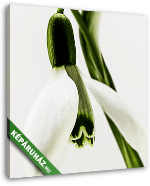 Hóvirág 2. (blur version) - vászonkép 3D látványterv