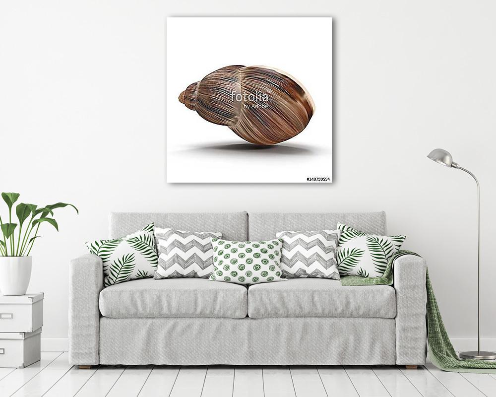 Marginata Shell on white. 3D illustration - vászonkép, falikép vásárlás Marginata Shell on white. 3D illustration (vászonkép) - vászonkép, falikép otthonra és irodába