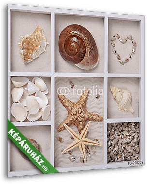 Seashells fehér dobozban - vászonkép 3D látványterv