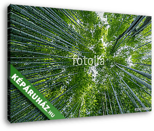 Early morning sky view through bamboo stalks at Beautiful Sagano - vászonkép 3D látványterv