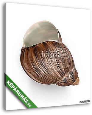 Marginata Shell on white. 3D illustration - vászonkép 3D látványterv