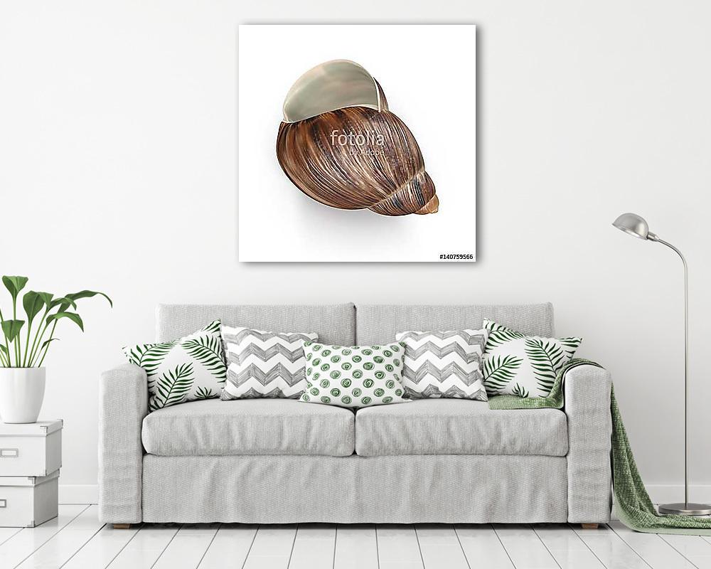 Marginata Shell on white. 3D illustration - vászonkép, falikép vásárlás Marginata Shell on white. 3D illustration (vászonkép) - vászonkép, falikép otthonra és irodába
