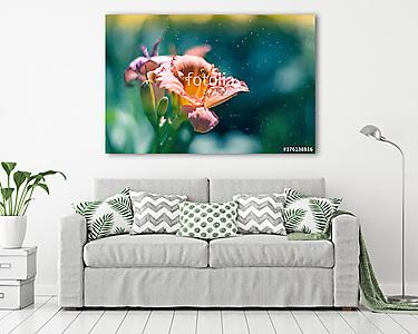 A lily flower in the rain on a multicolored background. Selectiv (vászonkép) - vászonkép, falikép otthonra és irodába