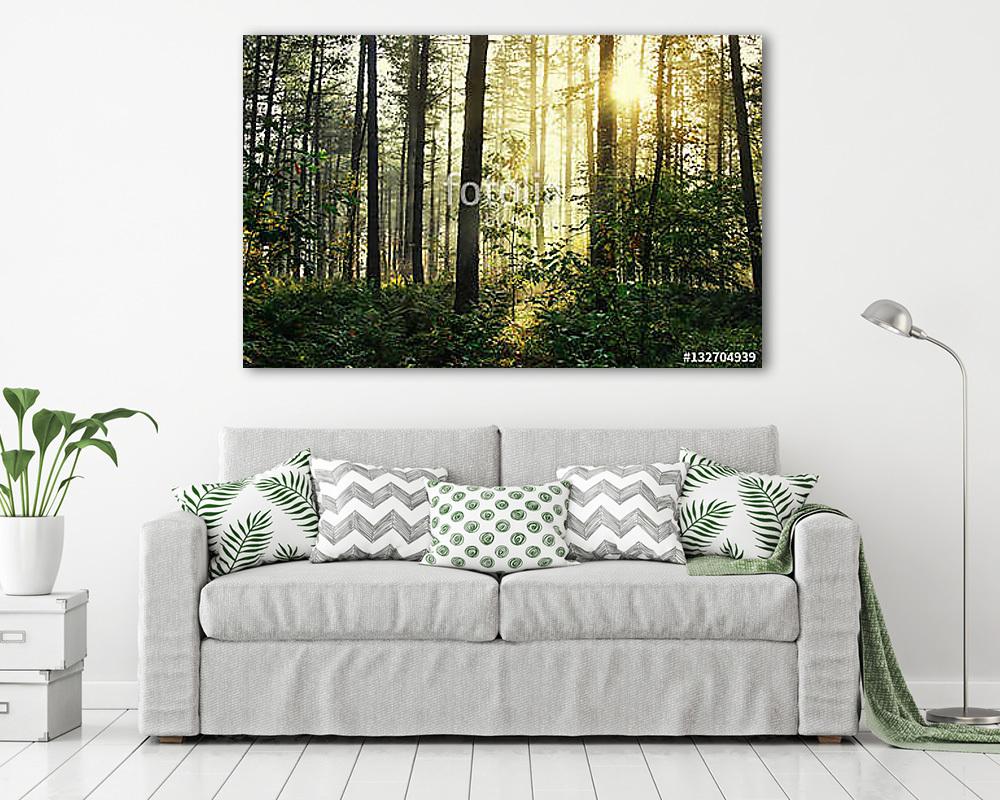 Moody forrest with sunlight - vászonkép, falikép vásárlás Moody forrest with sunlight (vászonkép) - vászonkép, falikép otthonra és irodába
