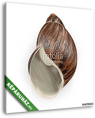 Marginata Shell on white. 3D illustration - vászonkép 3D látványterv