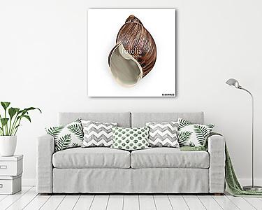 Marginata Shell on white. 3D illustration (vászonkép) - vászonkép, falikép otthonra és irodába