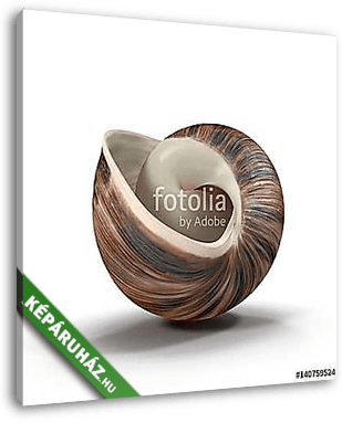 Marginata Shell on white. 3D illustration - vászonkép 3D látványterv