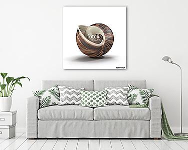 Marginata Shell on white. 3D illustration (vászonkép) - vászonkép, falikép otthonra és irodába