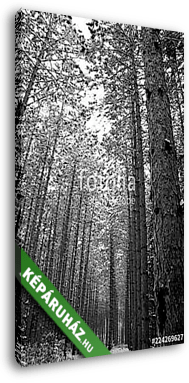 trees in the forest - vászonkép 3D látványterv