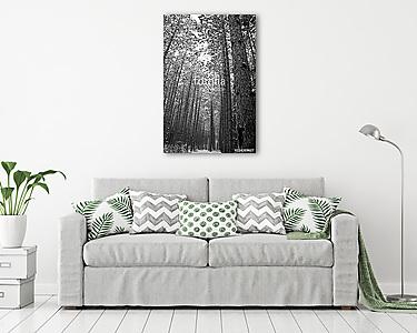 trees in the forest (vászonkép) - vászonkép, falikép otthonra és irodába