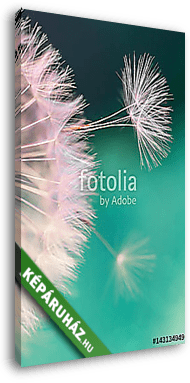 fehér pitypangvirág, tavaszi magvak kék turquois - vászonkép 3D látványterv fehér pitypangvirág, tavaszi magvak kék turquois - vászonkép 3D látványterv