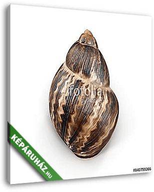 Marginata Shell on white. 3D illustration - vászonkép 3D látványterv