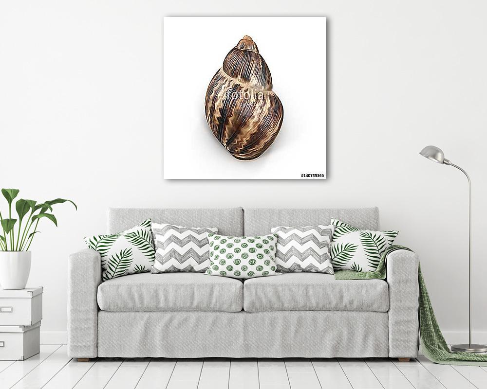 Marginata Shell on white. 3D illustration (bögre) - vászonkép, falikép otthonra és irodába