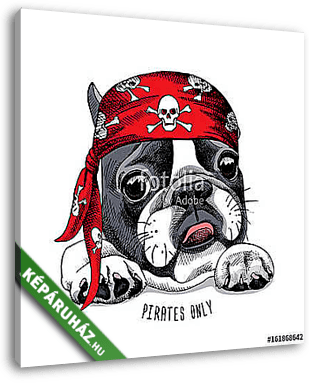 French Bulldog portrait in a pirate bandana. Vector illustration - vászonkép 3D látványterv