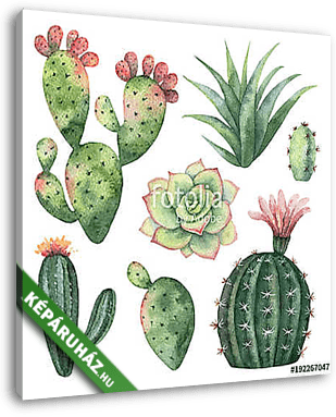 Watercolor vector set of cacti and succulent plants isolated on  - vászonkép 3D látványterv