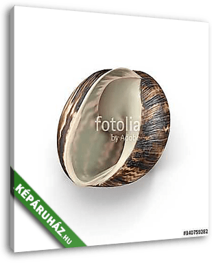 Marginata Shell on white. 3D illustration - vászonkép 3D látványterv