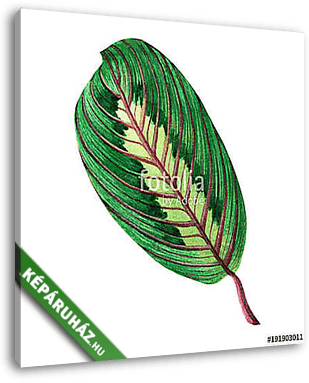 Watercolor painting green leaves,palm leaf isolated on white bac - vászonkép 3D látványterv