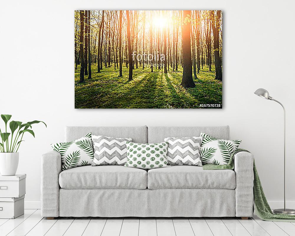 Rays of light in the forrest - vászonkép, falikép vásárlás Rays of light in the forrest (vászonkép) - vászonkép, falikép otthonra és irodába