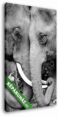 Két elefánt fekete-fehér, közelről készült fényképe affectiona - vászonkép 3D látványterv