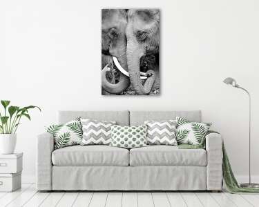Két elefánt fekete-fehér, közelről készült fényképe affectiona (vászonkép) - vászonkép, falikép otthonra és irodába