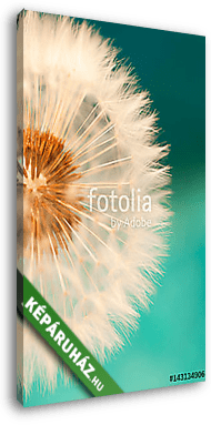 fehér pitypangvirág, tavaszi magvak kék turquois - vászonkép 3D látványterv