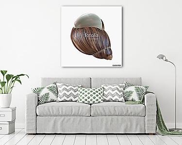 Marginata Shell on white. 3D illustration (vászonkép) - vászonkép, falikép otthonra és irodába