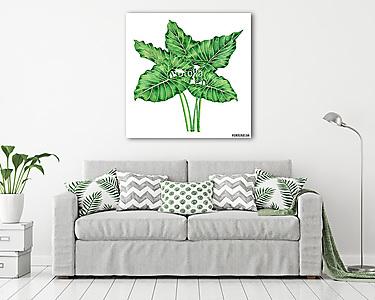 Watercolor painting big green leaves,palm leaf isolated on white (vászonkép) - vászonkép, falikép otthonra és irodába