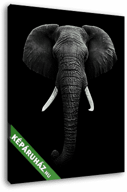 elszigetelt afrikai elefánt - vászonkép 3D látványterv