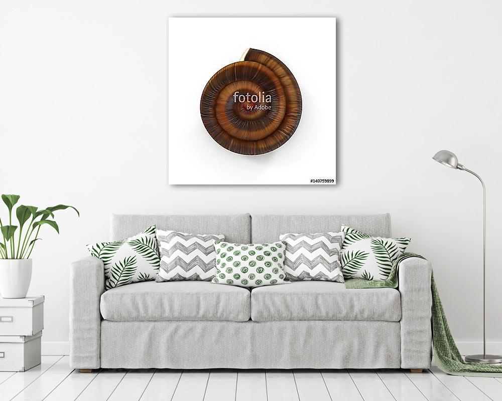 single empty snail shell isolated on white. 3D illustration (vászonkép) - vászonkép, falikép otthonra és irodába