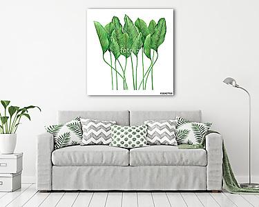 Watercolor painting tropical green leaves,palm leaf isolated on  (vászonkép) - vászonkép, falikép otthonra és irodába