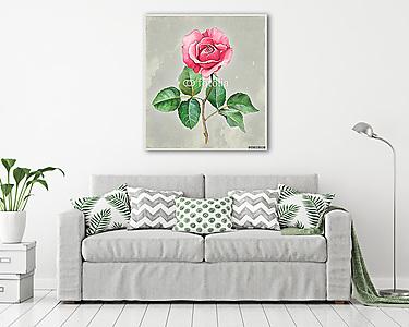 Rózsavirág akvarell illusztrációja. Tökéletes autó üdvözléséhez (vászonkép) - vászonkép, falikép otthonra és irodába
